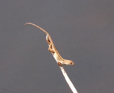 [A brown anole has its back feet anchored to the stick as it faces downward with its tail balanced in the air.]